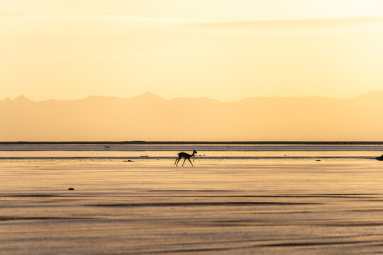 Solitary animal in golden Andean highlands landscape