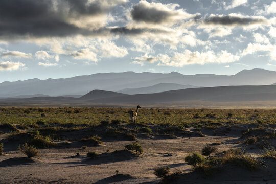 Solitary Vicuna in La Puna Landscape
