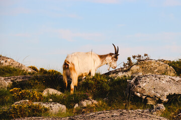 Pastagens da Serra e Sunsets inesperados