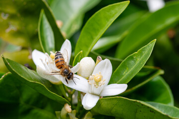 Close-up of a bee collecting pollen from white orange blossoms in spring. Biological agriculture. Environmental protection and biodiversity. 