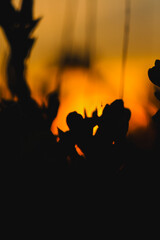 Em busca dos Sunsets da Freita