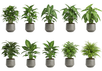 Obraz premium Potted plants collection isolated on transparent background