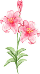 Fototapeta premium watercolor lily flower