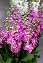 A bouquet of double stock flowers, pink.