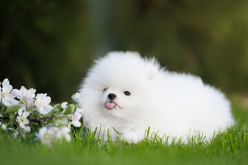 funny pomeranian spitz puppy lying on grass with tongue out