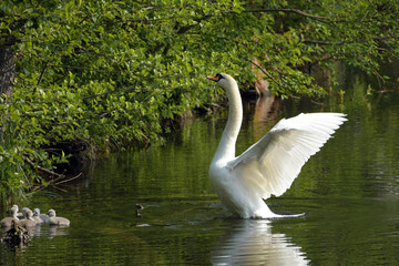 höckerschwan