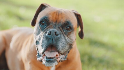 Boxer dog relaxing, panting, and enjoying the outdoors