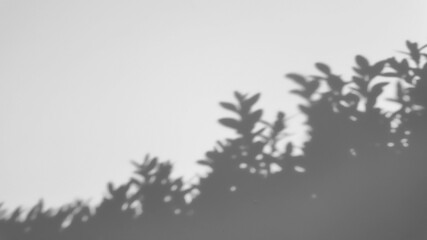 The shadow of a tree sways on a white background