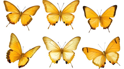 Fototapeta premium Vibrant Collection of Yellow Butterflies - Transparent Background