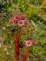 Bright pink mountain houseleek flowers, selective focus - sempervivum arachnoideum 