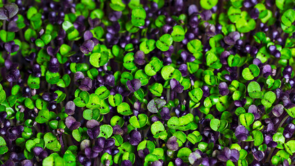 microgreens growing in tray. city farming indoor concept. selective focus. close up