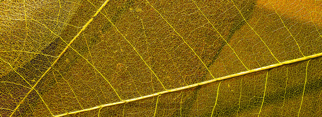 dry magnolia leaves banner. leaf texture close-up. skeleton leaf closeup