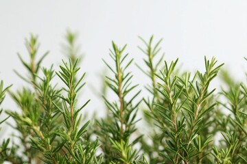 Obraz premium Fresh Rosemary Sprigs Green Herbal Plant Aromatic Nature Closeup Photography Food Bush Image Scent 