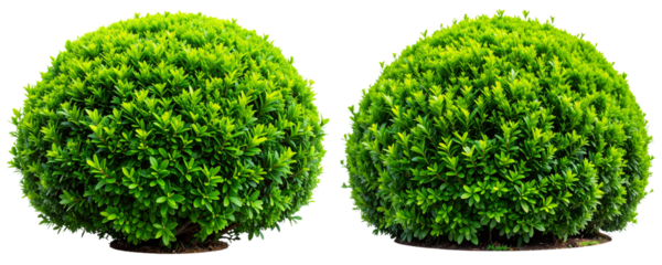 Healthy Green Boxwood Bush with Lush Foliage, isolated on a transparent background PNG