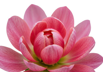 Pink dahlia flower bloom isolated on transparent background