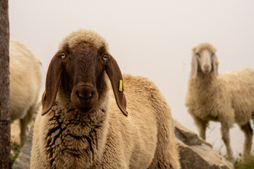 sheep and lamb in the fog