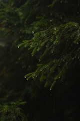 Raindrops cling to evergreen branches in a lush forest during a tranquil rain shower. Hiking in Carpathian Mountains, Ukraine