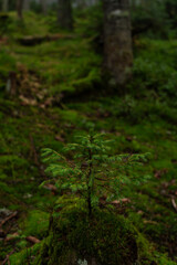 Lush green forest floor covered in moss and surrounded by tall trees in early morning fog. Hiking in Carpathian Mountains, Ukraine