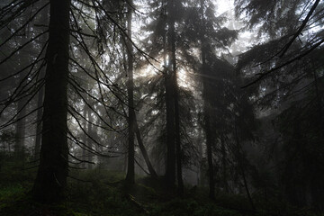 Misty forest landscape with towering trees and soft light filtering through the fog at dawn. Hiking in Carpathian Mountains, Ukraine