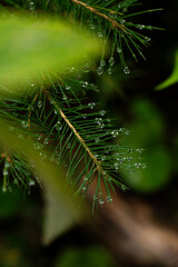 Dewdrops glisten on evergreen needles in a serene forest after rainfall. Hiking in Carpathian Mountains, Ukraine