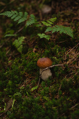 Mushroom growing on forest floor surrounded by lush green moss and foliage during early morning light. Hiking in Carpathian Mountains, Ukraine