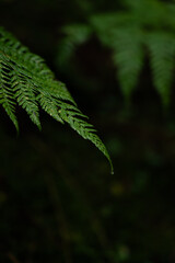 Lush green fern leaves glistening in soft light in a forest setting during late afternoon. Hiking in Carpathian Mountains, Ukraine