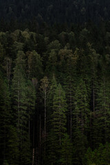 Dense green forest with mist rolling over dark mountain in the early morning light. Hiking in Carpathian Mountains, Ukraine