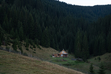Cozy wooden cabin nestled among tall pine trees in a serene mountain valley at twilight. Hiking in Carpathian Mountains, Ukraine