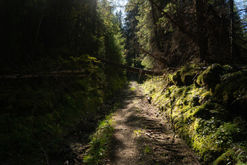 Rocky forest path winding through lush green trees in midday sunlight near a tranquil hillside. Hiking in Carpathian Mountains, Ukraine