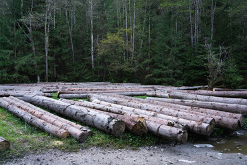 Deforestation. Logs lying on the ground in a forested area after a recent timber harvest. Hiking in Carpathian Mountains, Ukraine