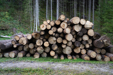 Deforestation. Logs lying on the ground in a forested area after a recent timber harvest. Hiking in Carpathian Mountains, Ukraine