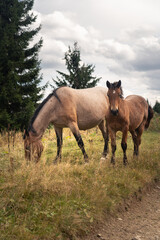 Horses grazing peacefully in a lush green field near a forest on a cloudy day. Hiking in Carpathian Mountains, Ukraine