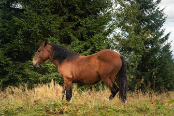 Horses grazing peacefully in a lush green field near a forest on a cloudy day. Hiking in Carpathian Mountains, Ukraine
