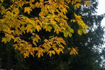 Golden autumn leaves contrast against dark evergreens during a rainy afternoon in a serene forest. Hiking in Carpathian Mountains, Ukraine