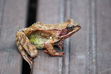A beautiful European common frog with golden eyes. Rana temporaria on the backyard terrace. Blurred background.