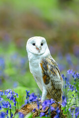 Barn Owl, Scientific name: Tyto alba. Close up portrait of a Barn Owl in Springtime, perched on moss covered tree stump in a Bluebell wood.  Facing front.  Vertical.   Copy space