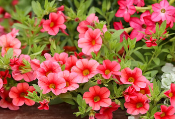 Beautiful red Calibrachoa, commonly called million bells or trailing petunia. Calibrachoa plants are annuals known for their small, colorful flowers that bloom all season with little maintenance. 