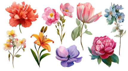 Various Beautiful Blooming Flowers Isolated on Transparent Background

