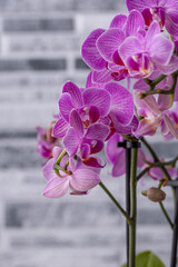 Floral concept. Orchid growing tips.  Most commonly grown house plants. Orchids blossom close up. Orchid flower pink and yellow bloom. Phalaenopsis orchid.