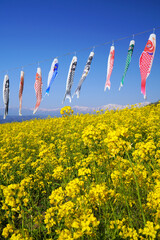 鯉のぼりと菜の花畑