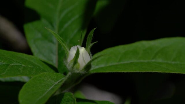 Medlar in flowering, slight breeze, spring (Mespilus germanica) - (4K)