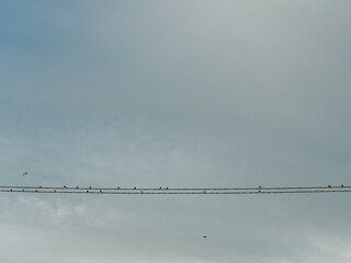 many birds on the wires