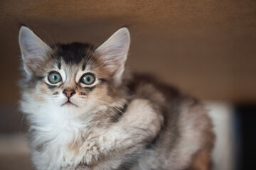 Porträt eines Somali Kätzchen