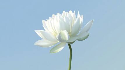 Elegant bloom of white lotus gracefully unfolds against soft blue gradient background, capturing its beauty