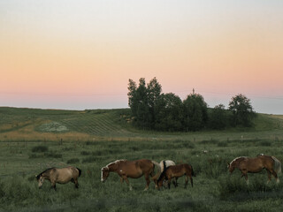 wild horses in the field