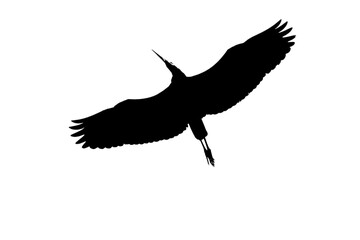 Black silhouette of flying with wide spread wings heron, close up shot