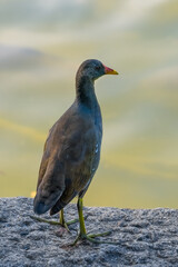 Moorhen stands on a stone by a lake, beautiful colored water surface in background