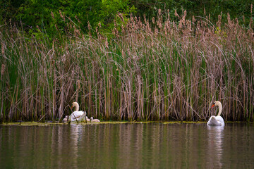 Landscape with swan family with goslings swimming on lake near a reeds