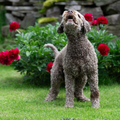 Bellender Lagotto Romagnolo im Garten