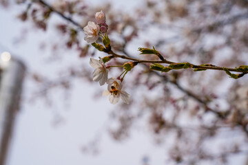 The bee flies near a flowering white flower.